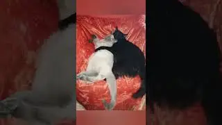 когда-то он был маленьким комочком, а сейчас уже 3 года, 1 июня др) #Джонник #cat #сладкаябулочка