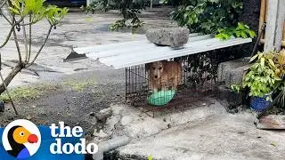 Locked Away for Not Being &ldquo;Cute&rdquo; &mdash; This Dog Is Glowing And Pampered Now | The Dodo