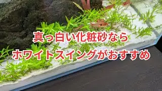 水草も育つ化粧砂「ホワイトスイング」をご紹介！