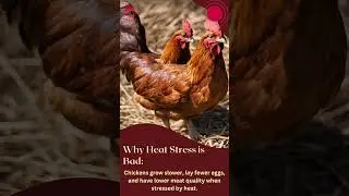 Manage poultry heat stress