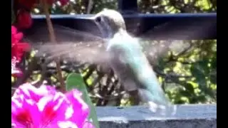 Hummingbird in Slow motion. Comparison results for different frame rates.