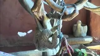 Baby sloth Cajeta's sweet little smile while resting - 12/02/23 - SlothTV via explore.org