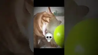 Cats acting weird ☠️