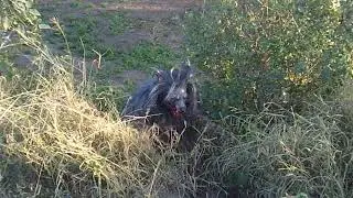 Varulv film clip Werewolf crawling up clip