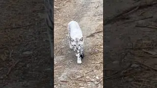 Kittens also go out for a walk. #cats #cool #petshub #kitten #animals #pets