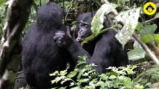Grooming Behaviors among Wild Bonobos!【Observations of Bonobos #1】