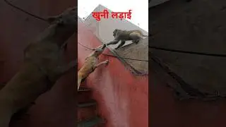 dog and monkey fight 🐕&zwj;🦺😭🤣#fight #viralshort