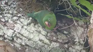 a pair of yellow-winged parakeets build their nest in a climbing moss
