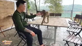 Dad gently caresses Monkey Kaka, the affectionate actions dad has for her