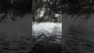 Giant Prehistoric Monster Lizard found at Nepean River, Penrith  🦖 #Trend #Shorts #Wildlife