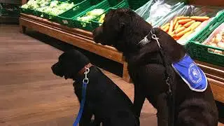 FRCA - CHIENS EN PARRAINAGE - #5