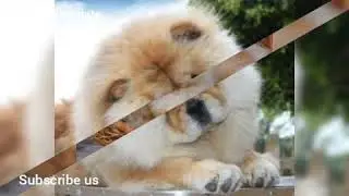 Origin of one of the oldest dog breeds - Chow Chow