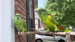 Loro llorando porque los dejaron afuera/gavilanes se quieren comer a mis loros#greenparrot #parrot