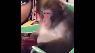 monke opens up clash of clans on his phone &deg;monke meme