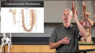 Nephron Countercurrent Mechanism (Ch25 Urinary - Slides72-81)
