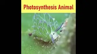 Photosynthesis by Sea slug