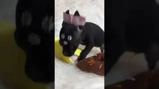 Pinscher quem n&atilde;o gosta  #petfofinho #puppy #petsfofinhos #modapet