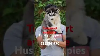 Husky puppy sale in madurai#petshopmadurai#huskypuppy#lowpricepuppy#tamil#pets#madurai#labpuppies