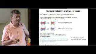 High throughput analysis of genomic instability in the budding yeast
