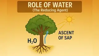 Role Of Water (LEC#08) Von Neil Hypothesis,Photolysis Of Water,Bacterial Photosynthesis(STB/Fedral )