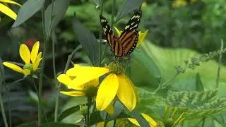 Why Science? Lepidoptera Research - 2013