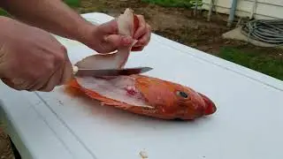 How to fillet or clean a rockfish