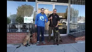 About our Dog Training Programs - Los Angeles