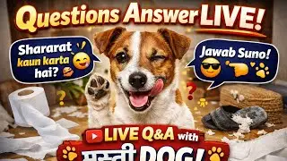 pawsome love  is live