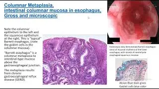 Patho-Practical 1 | Cell injury