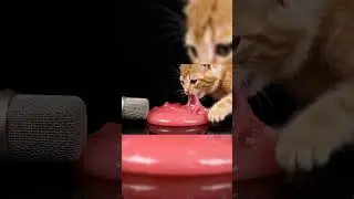 cats playing with slime #cat #trending #shorts