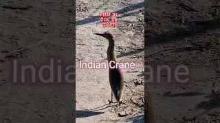 Survival ofcreaturesinwinter months/कैसे जिए सर्दियों में #survival#jangali Murga in dinner#wildlife