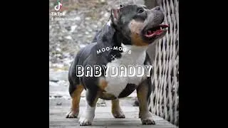 Moo-Moo's Baby Daddy - New litter's sire - Venomline's ABKC Champ Homicide