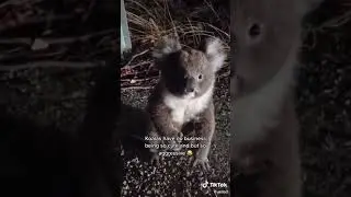 Koala agresivo 🐨🤬 #shorts