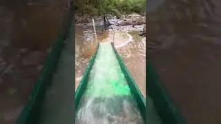 Gold Prospecting Flour Gold dredging for Gold