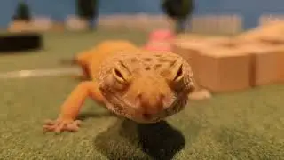 leopard gecko care skin shedding big reveal exotic pet mr lizard funny turned gray not sick fun