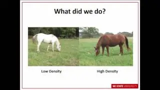 Methods for Regulating Dry Mater Intake in Grazing Horses