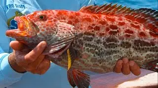 Yellowfin Grouper Fishing in Key West FL - Not a Strawberry Grouper