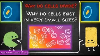 Why is the size of cells so minute? & Why Do Cells Divide ? لماذا حجم الخلايا صغير ؟ ولماذا تنقسم ؟