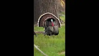 Turkey walking in garden 😎🏞🏕#turkey #shortvideo #youtubeshorts #shorts