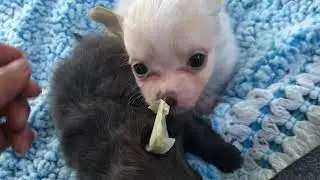 Chihuahua puppies for sale Florida