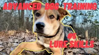 Practical Dog Training: Lure Skills Lesson 5