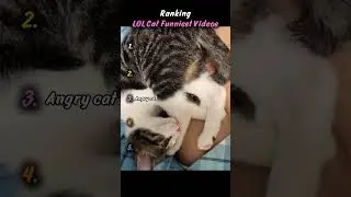 Рейтинг самых смешных видео LOL Cat #шорты #кот