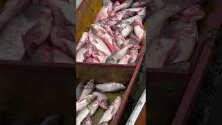 Daming isda sa regaton🐟/TALIM ISLANDER #youtubeshorts  #fishing