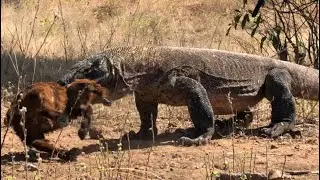 Komodo dragon bites and swallows quickly the fawn #komodo #amazing #swallows #eatingshow #wildlife