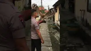 Buffy Fish Owl melatih di sela-sela bekerja