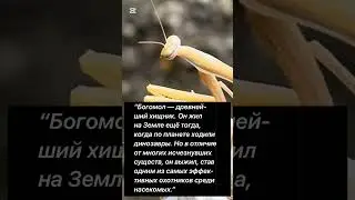 Древнейший помощник сада!