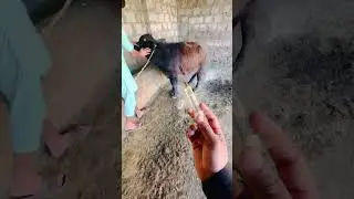 Subcutaneous injection #punjabi #punjabisong #newsong #animal #cow #animal #buffalo #dairy