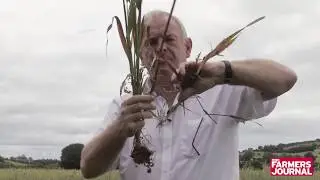 Andy in the fields: Winter Oats