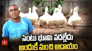 సెంటు భూమి వదల్లేదు అందుకే మంచి ఆదాయం | hmtv Agri