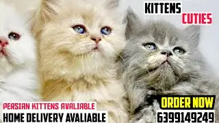 😍CUTE KITTENS PERSIAN CAT NO 1 QUALITY TRIPLE COAT PERSIAN BABIES AVAILABLE 